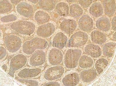 SLC39A12 Mouse Monoclonal Antibody - BF8663 at 1/100 staining rat testis tissue by IHC-P.