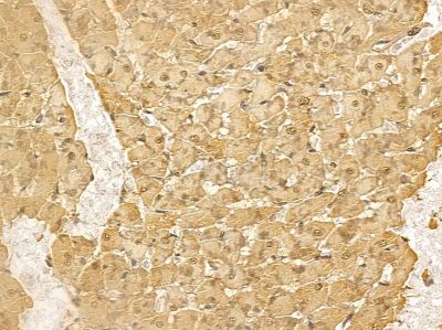 RALYL Mouse Monoclonal Antibody - BF8668 at 1/100 staining rat heart tissue by IHC-P.