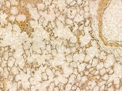 NPNT Mouse Monoclonal Antibody - BF8674 at 1/100 staining rat lung tissue by IHC-P.