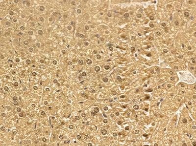 RBM7 Mouse Monoclonal Antibody - BF8679 at 1/100 staining mouse liver tissue by IHC-P.