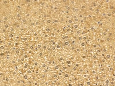 TBC1D21 Mouse Monoclonal Antibody - BF8680 at 1/100 staining mouse liver tissue by IHC-P.
