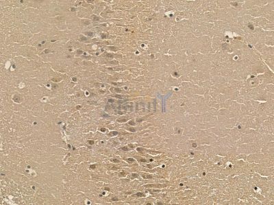 SNPH Mouse Monoclonal Antibody - BF8681 at 1/100 staining mouse brain tissue by IHC-P.