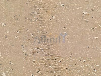 SNPH Mouse Monoclonal Antibody - BF8681 at 1/100 staining mouse brain tissue by IHC-P.