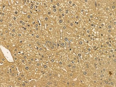 SLC46A3 Mouse Monoclonal Antibody - BF8682 at 1/100 staining mouse liver tissue by IHC-P.