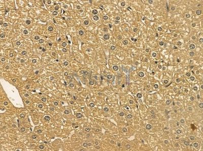 SLC46A3 Mouse Monoclonal Antibody - BF8682 at 1/100 staining mouse liver tissue by IHC-P.