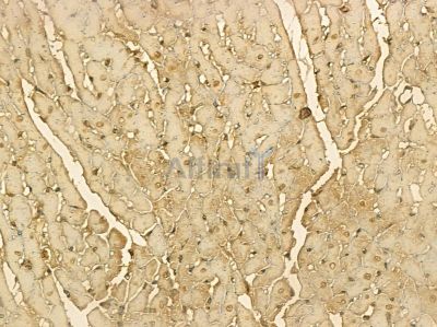 DHX32 Mouse Monoclonal Antibody - BF8683 at 1/100 staining rat heart tissue by IHC-P.