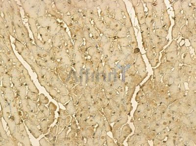 DHX32 Mouse Monoclonal Antibody - BF8683 at 1/100 staining rat heart tissue by IHC-P.
