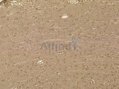 DHX32 Mouse Monoclonal Antibody - BF8683 at 1/100 staining rat brain tissue by IHC-P.