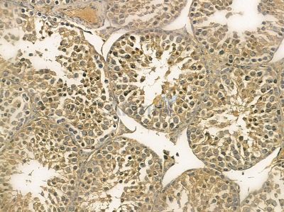 TIPRL Mouse Monoclonal Antibody - BF8684 at 1/100 staining mouse testis tissue by IHC-P.