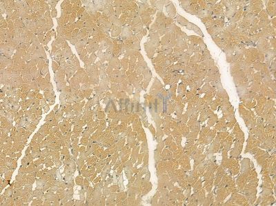 TIPRL Mouse Monoclonal Antibody - BF8684 at 1/100 staining rat heart tissue by IHC-P.