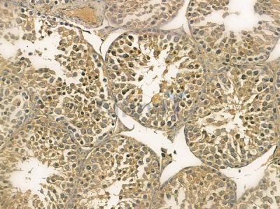 TIPRL Mouse Monoclonal Antibody - BF8684 at 1/100 staining mouse testis tissue by IHC-P.