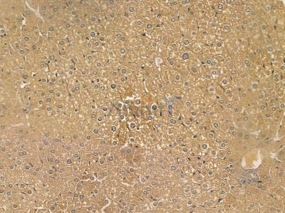 FAM71D Mouse Monoclonal Antibody - BF8686 at 1/100 staining mouse liver tissue by IHC-P.