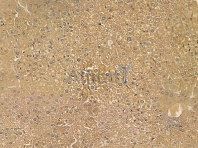 FAM71D Mouse Monoclonal Antibody - BF8686 at 1/100 staining mouse liver tissue by IHC-P.