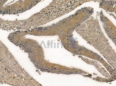 ST13 Mouse Monoclonal Antibody - BF8687 at 1/100 staining rat colorectal tissue by IHC-P.