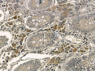 BZW1 Mouse Monoclonal Antibody - BF8690 at 1/100 staining rat testis tissue by IHC-P.