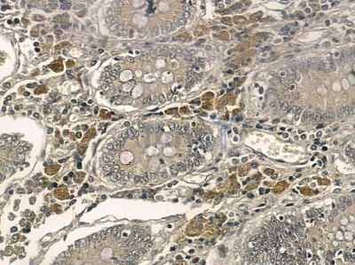BZW1 Mouse Monoclonal Antibody - BF8690 at 1/100 staining rat testis tissue by IHC-P.