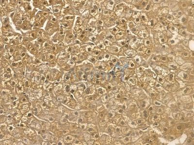 USP21 Mouse Monoclonal Antibody - BF8692 at 1/100 staining human normal liver tissue by IHC-P.