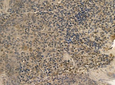 SP110 Mouse Monoclonal Antibody - BF8694 at 1/100 staining mouse spleen tissue by IHC-P.