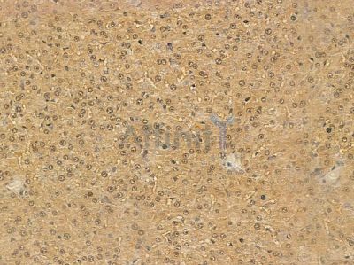 HNRNPA1L2 Mouse Monoclonal Antibody - BF8695 at 1/100 staining rat liver tissue by IHC-P.