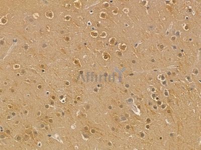 MYCL Mouse Monoclonal Antibody - BF8697 at 1/100 staining mouse brain tissue by IHC-P.