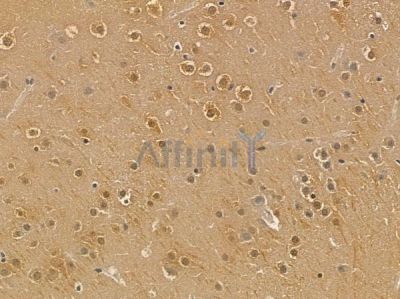 MYCL Mouse Monoclonal Antibody - BF8697 at 1/100 staining mouse brain tissue by IHC-P.