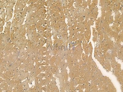 IPCEF1 Mouse Monoclonal Antibody - BF8700 at 1/100 staining rat heart tissue by IHC-P.