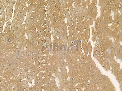 IPCEF1 Mouse Monoclonal Antibody - BF8700 at 1/100 staining rat heart tissue by IHC-P.