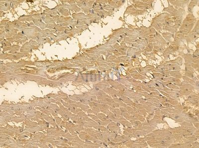 MRS2 Mouse Monoclonal Antibody - BF8705 at 1/100 staining rat heart tissue by IHC-P.