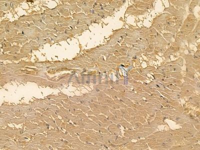 MRS2 Mouse Monoclonal Antibody - BF8705 at 1/100 staining rat heart tissue by IHC-P.