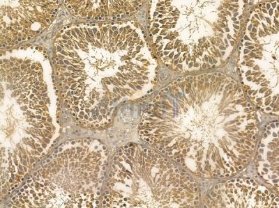NSUN5 Mouse Monoclonal Antibody - BF8706 at 1/100 staining rat testis tissue by IHC-P.