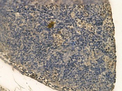 KIAA0100 Mouse Monoclonal Antibody - BF8707 at 1/100 staining rat pancreatic tissue by IHC-P.