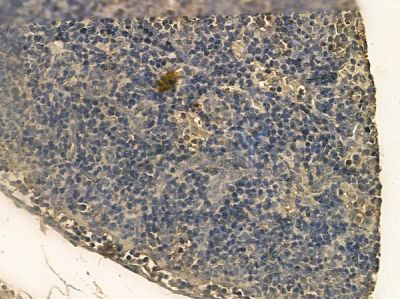 KIAA0100 Mouse Monoclonal Antibody - BF8707 at 1/100 staining rat pancreatic tissue by IHC-P.