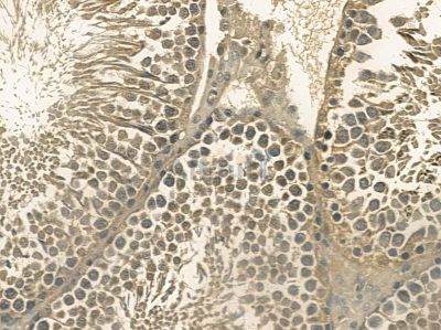 PLCZ1 Mouse Monoclonal Antibody - BF8711 at 1/100 staining rat testis tissue by IHC-P.