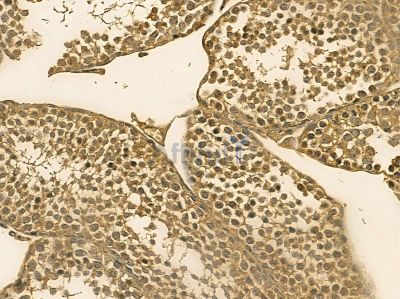 PLCZ1 Mouse Monoclonal Antibody - BF8711 at 1/100 staining mouse testis tissue by IHC-P.