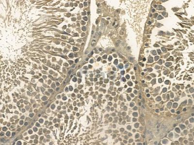 PLCZ1 Mouse Monoclonal Antibody - BF8711 at 1/100 staining rat testis tissue by IHC-P.