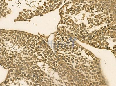 PLCZ1 Mouse Monoclonal Antibody - BF8711 at 1/100 staining mouse testis tissue by IHC-P.