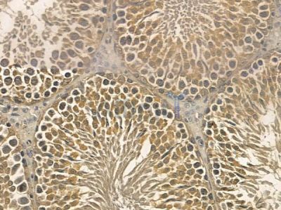 LIMS2 Mouse Monoclonal Antibody - BF8713 at 1/100 staining rat testis tissue by IHC-P.