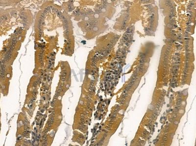 LIMS2 Mouse Monoclonal Antibody - BF8713 at 1/100 staining rat colorectal tissue by IHC-P.