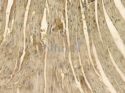 TNNI2 Mouse Monoclonal Antibody - BF8719 at 1/100 staining mouse heart tissue by IHC-P.