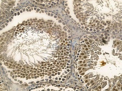 RWDD2B Mouse Monoclonal Antibody - BF8721 at 1/100 staining rat testis tissue by IHC-P.