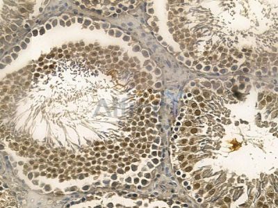 RWDD2B Mouse Monoclonal Antibody - BF8721 at 1/100 staining rat testis tissue by IHC-P.