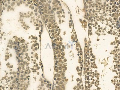 ZFX Mouse Monoclonal Antibody - BF8722 at 1/100 staining mouse testis tissue by IHC-P.