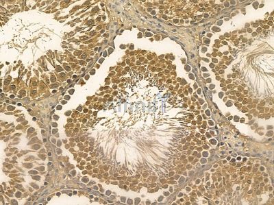 ZFX Mouse Monoclonal Antibody - BF8722 at 1/100 staining rat testis tissue by IHC-P.