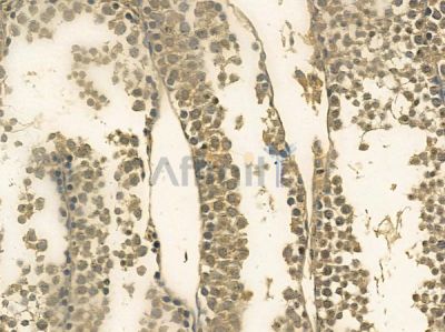 ZFX Mouse Monoclonal Antibody - BF8722 at 1/100 staining mouse testis tissue by IHC-P.