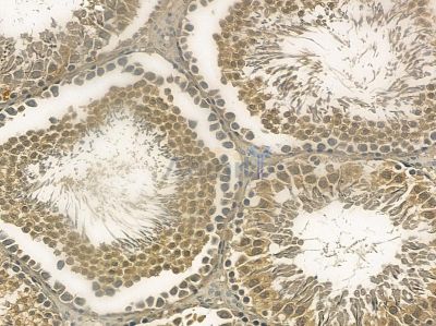 LCHN Mouse Monoclonal Antibody - BF8726 at 1/100 staining rat testis tissue by IHC-P.