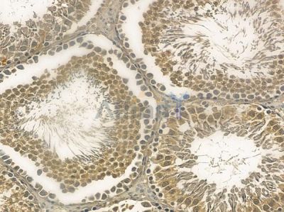 LCHN Mouse Monoclonal Antibody - BF8726 at 1/100 staining rat testis tissue by IHC-P.