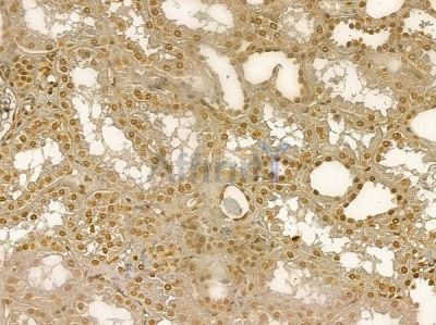 C8orf4 Mouse Monoclonal Antibody - BF8735 at 1/100 staining human normal kidney tissue by IHC-P.