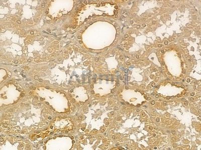 IDS Mouse Monoclonal Antibody - BF8737 at 1/100 staining human normal kidney tissue by IHC-P.