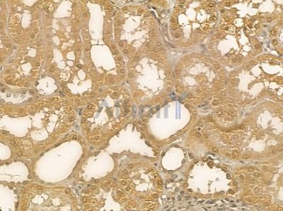 RIC3 Mouse Monoclonal Antibody - BF8739 at 1/100 staining human normal kidney tissue by IHC-P.