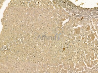 NIPSNAP1 Mouse Monoclonal Antibody - BF8743 at 1/100 staining mouse colorectal tissue by IHC-P.